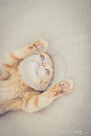 Cat with its paws up Stock Photo