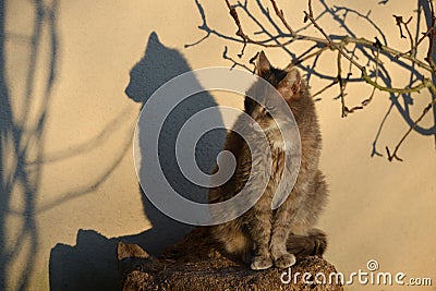 Cat and its shadow projected on a wall Stock Photo