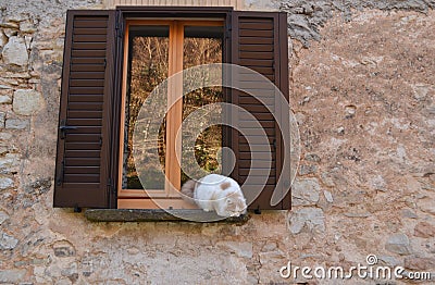 Cat before jumping Stock Photo