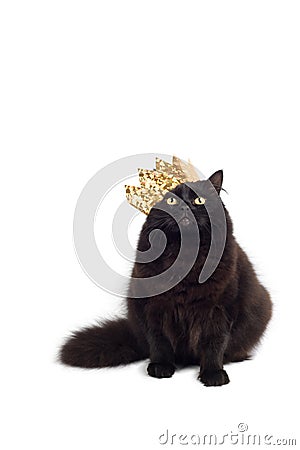 Cat king Stock Photo