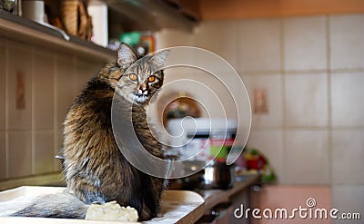 Cat in the kitchen has done damage. Home cat Stock Photo