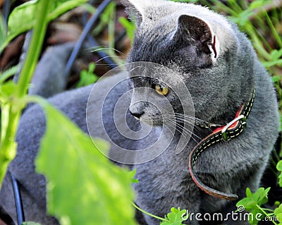 Cat,kitten blue color Stock Photo