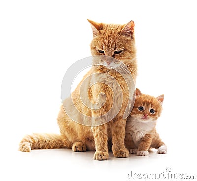 Cat and kitten. Stock Photo