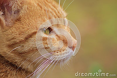 Cat kitten face Stock Photo