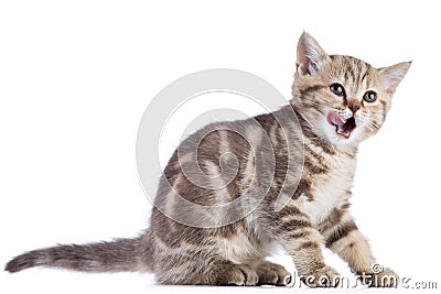 Cat kitten sitting licked open mouth isolated on white Stock Photo