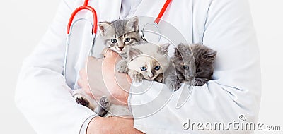 Cat kitten in Vet doctor hands. Veterinarian Doctor with stethoscope holding 3 three kittens of different breeds in Veterinary Stock Photo