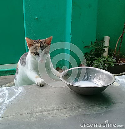 cat kitten was coming to drink milk at home Stock Photo