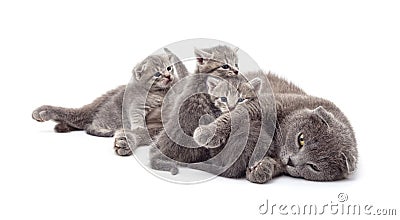 Cat with kittens Stock Photo