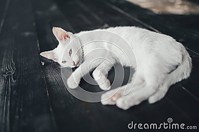 Cat kitty little soft white background inside Stock Photo