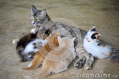 A cat lactating a child Stock Photo