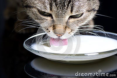 A cat lapping milk Stock Photo