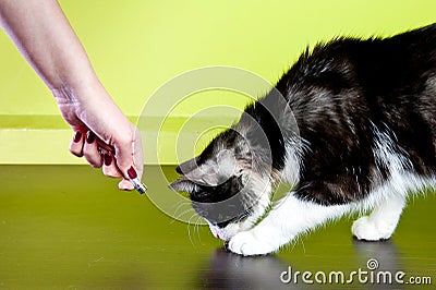 Cat and laser pointer Stock Photo