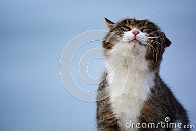 Happy cat Stock Photo