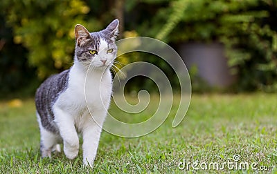 Cat on Lawn Stock Photo