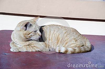 Cat lay down and look backward with white background Stock Photo