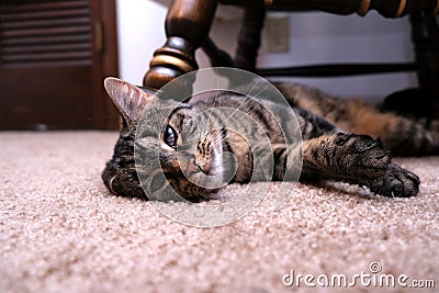 Cat Laying with Bent Ear Stock Photo