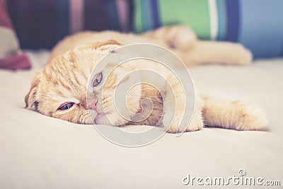 Cat laying bored on a sofa Stock Photo