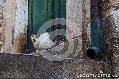 Cat laying in the doorway Stock Photo