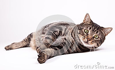 Cat laying down Stock Photo