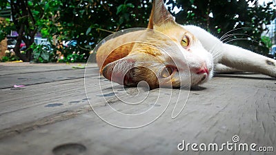 Cat laying on the floor Stock Photo