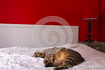 Cat lazing on bed in red bedroom Stock Photo