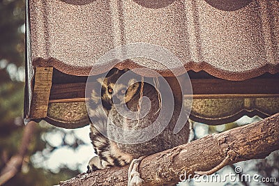 Cat lemur at the zoo Stock Photo