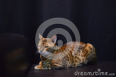 A cat with a leopard coloring is a rare breed Cat breed like a leopard Stock Photo