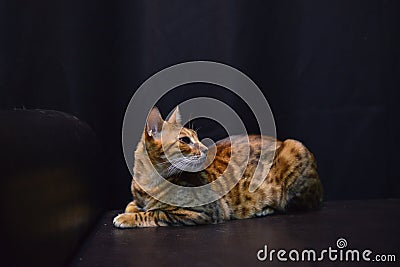 A cat with a leopard coloring is a rare breed Cat breed like a leopard Stock Photo