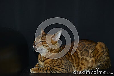 A cat with a leopard coloring is a rare breed Cat breed like a leopard Stock Photo