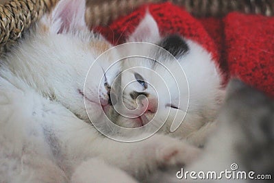 Cat licking and dreaming Stock Photo