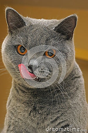 Cat licking lips Stock Photo