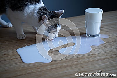 Cat licking milk spilled on a table from a glass Stock Photo