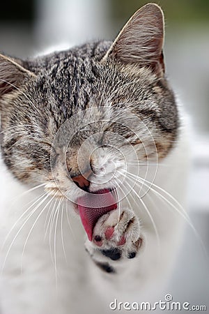 Cat licking Paw Stock Photo