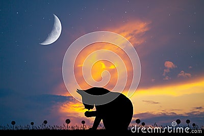 Cat licks himself at sunset Stock Photo