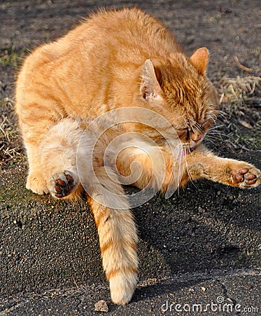 Cat licks his paw Stock Photo