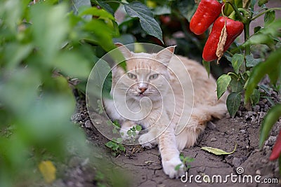 The cat lies on the green grass next to the green grass Stock Photo