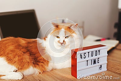 The cat lies impressively on the table next to the laptop. Desktop with notebook, computer and lightbox time study Stock Photo