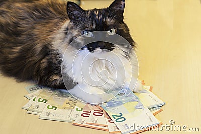 Cat lies on the money Stock Photo