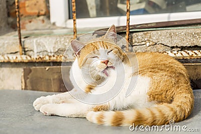 A cat lies in the yard and fries in the sun. kitten sleeps and rests. Stock Photo