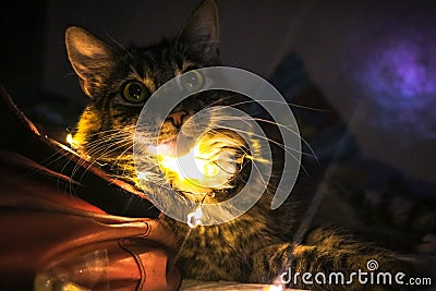 Cat ligths cute Stock Photo