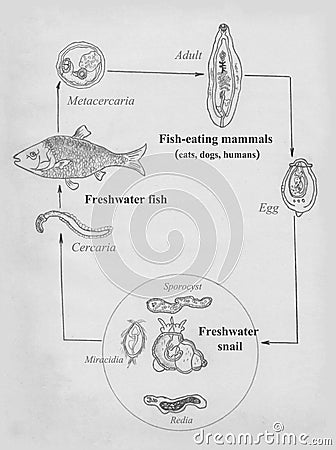 Cat liver fluke; Opisthorchis felineus; life cycle. Hand drawing sketch. Stock Photo