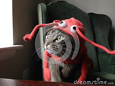 Cat in a Lobster Suit Stock Photo