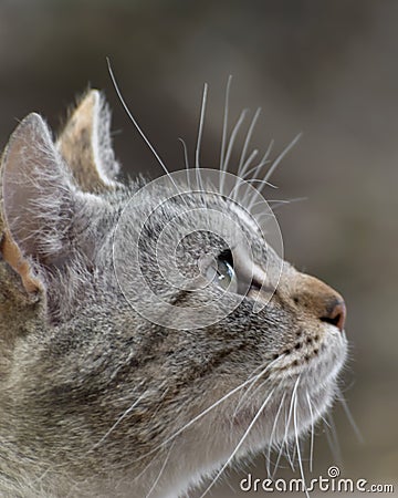 Cat look up predatory at food. Close-up profile portrait of cat outdoor Stock Photo