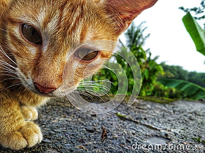 A cat is looking at the beauty of the world Stock Photo