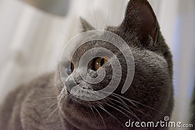 The cat is looking in the direction of the surprised look Stock Photo