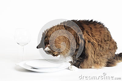 Cat looking at Empty Plate Stock Photo