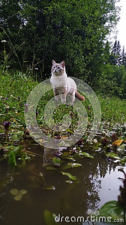 Cat looking for a mouse and river Stock Photo