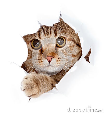 Cat looking up in paper side torn hole isolated Stock Photo