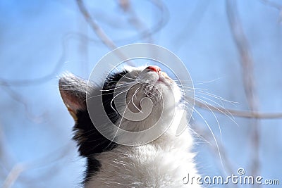 Cat looking up to heaven, view of cat nose from below, cat and sky. Close-up of cat head, whiskers and pink muzzle Stock Photo