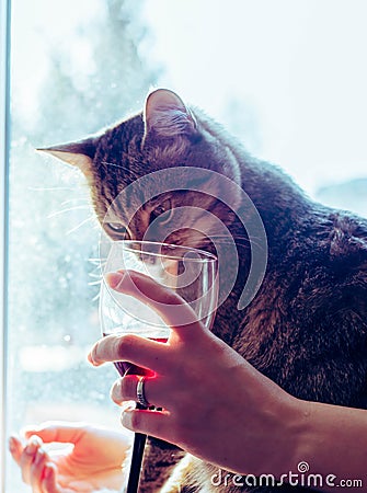 A cat looks in a glass of red wine Stock Photo